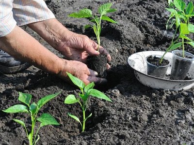 Получите большой урожай перца, если добавите в лунку секретный компонент