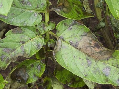 Как легко избавиться от фитофторы в огороде: эффективный способ без лишней химии