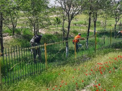 В ШАРДАРЕ ПРОХОДИТ НЕДЕЛЯ «ЖАСЫЛ АЙМАК»