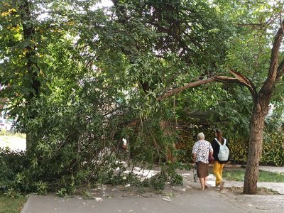 В двух районах Алматы упали деревья из-за непогоды