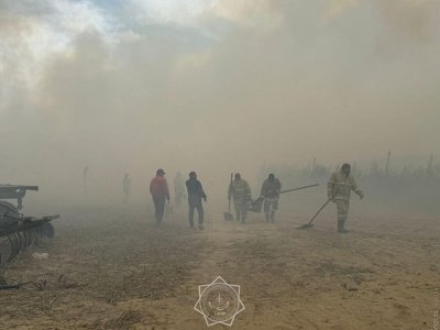 В Алматинской области огонь от горящего камыша перекинулся на лес