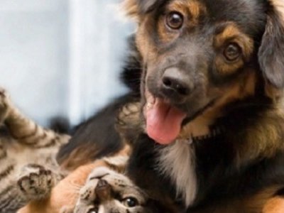Как домашние животные предсказывают погоду: приметы - ASN
