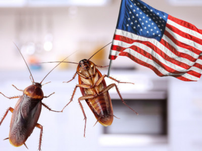 Огромный таракан прервал брифинг Госдепа США