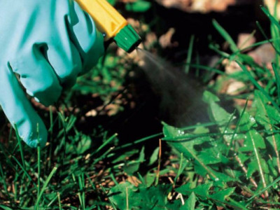 Сорняки исчезнут мгновенно: рецепт «гремучей» смеси для огорода