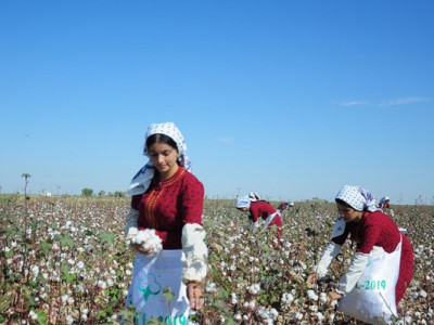 Все – на сбор хлопка! Туркменским учителям вместо школ приказано отправляться на поля