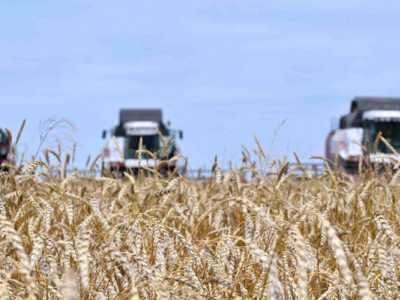 Более 20 млн тонн зерна намолочено в Казахстане