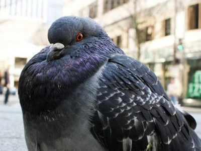 Анекдот дня: за сколько голубь долетит из Одессы до Киева