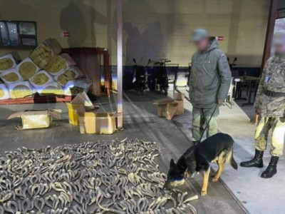 Погранслужба Казахстана: около тысячи рогов сайгака пытались вывезти в Китай