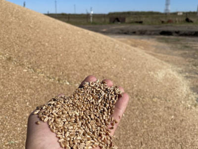 Россельхознадзор заявил, что Казахстан не соблюдает ограничения на ввоз зерновых