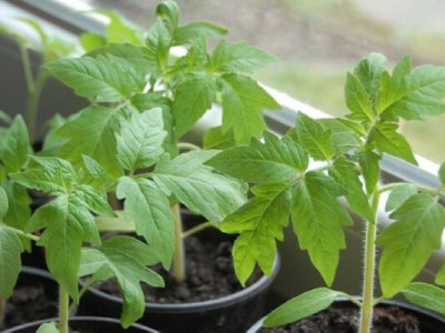 Когда высаживать томаты на рассаду и в открытый грунт в 2025 году: самые урожайные дни