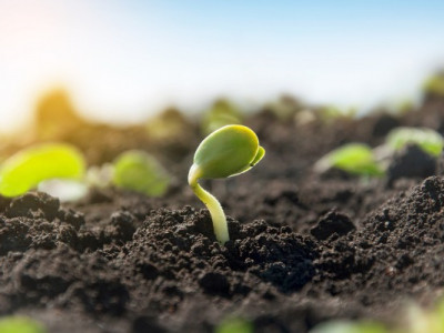 Япония внедряет нанопузырьки в почвы Украины: в каких регионах применят технологию