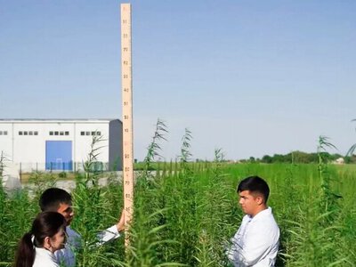 Промышленное использование конопли хотят разрешить в Казахстане