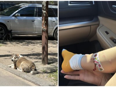 Беспризорная собака напала на ребенка в сквере Днепра