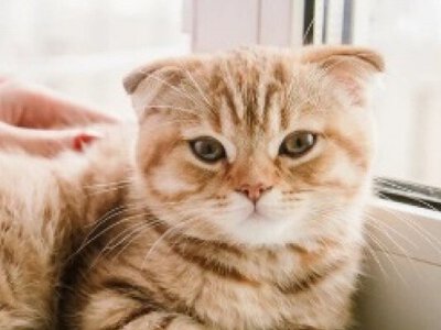 Ученые бьют тревогу: люди могут заражаться птичьим гриппом от кошек
