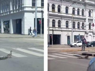 Вышли на экскурсию: в центре Днепра заметили утку, которая выгуливала утят