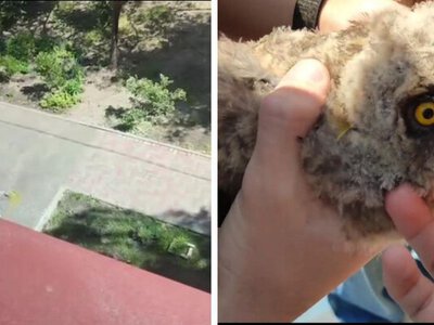 В Днепре дети спасают совенка, которое чуть не заклевали вороны во дворе школы