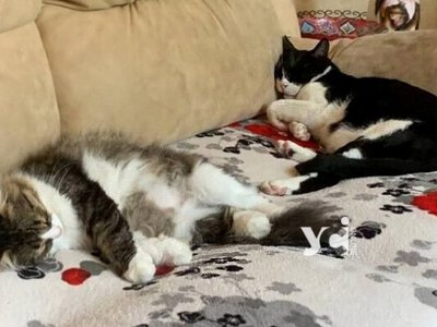 Котики директора Одесского зоопарка нашлись