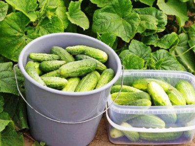 Урожай огурцов на огороде будет больше, вкуснее, сочнее: вот в чем секрет
