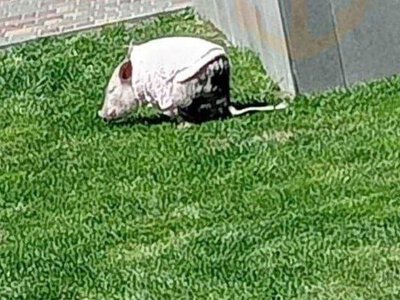 В центре Днепра выгуливали поросенка в розовой кофточке