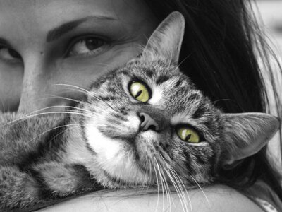 В доме есть кошка: поможет ли вам кошкотерапия