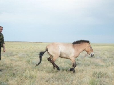 В Казахстан привезли ещё восемь лошадей Пржевальского из Чехии и Венгрии в рамках проекта по восстановлению популяции