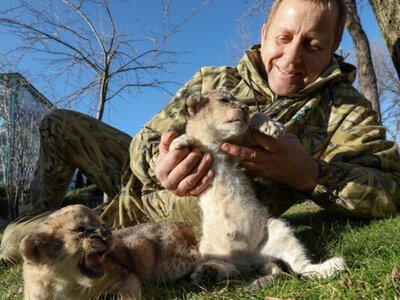Ветеринарный врач «Тайгана» рассказал о судьбе льва, укусившего Зубкова