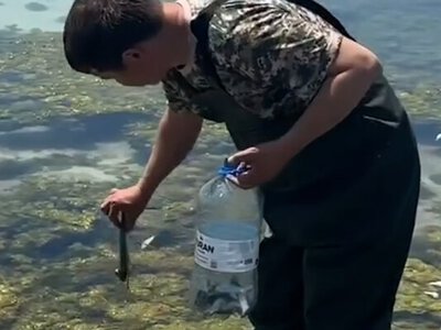 У берегов Каспия массово гибнет рыба