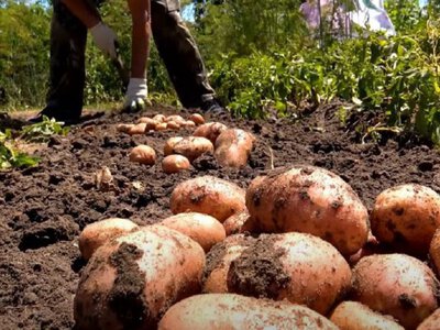 Когда копать картошку 2054 года, чтобы хорошо сохранилась: лучшие даты