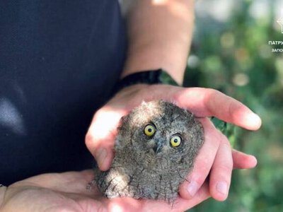 В Запорожье полицейский спас совенка