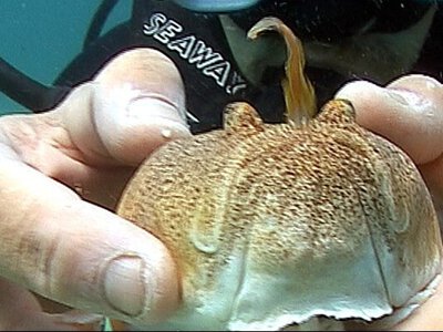 Самая ядовитая рыба Черного моря замечена у побережья Одессы