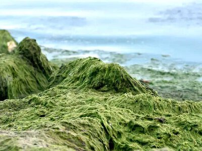 На одесские пляжи выбросило большое количество водорослей: в чем причина