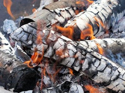 Чем опасна зола для огорода: Какую золу нельзя использовать