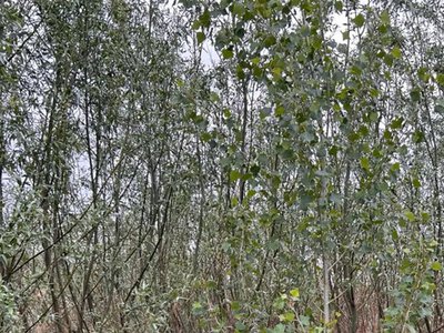 На месте бывшего Каховского водохранилища образовался самый большой в Европе ивово-топольный лес