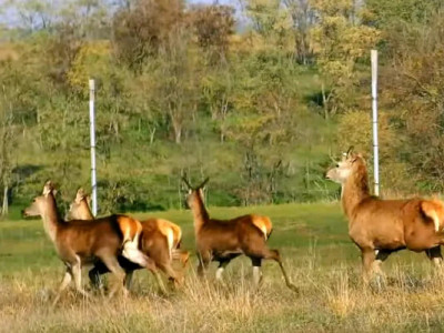 Семь ланей выпустили в дикую природу Одесской области и планируют еще