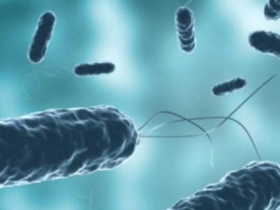 Австралийцы узнали, способны ли бактерии пережить космические путешествия