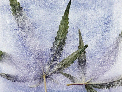 Спасёт ли каннабис память? Как КБД даёт надежду при болезни Альцгеймера