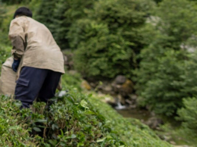 Южная Корея возобновила приём узбекистанских сезонных рабочих по визам E-8