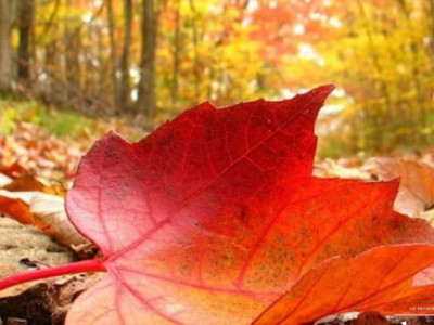 В выходные украинцев ожидает грустная погода