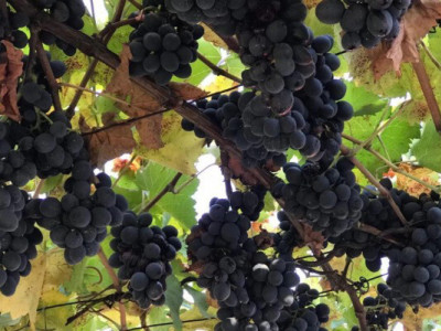 В Раче завершился ртвели – власти сообщили о рекордном урожае винограда