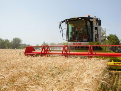 Алматинская область сохраняет рост в агросекторе: рекордные урожаи и инвестиции