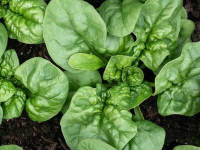 15 щелочных продуктов, которые помогают предотвратить ожирение, рак и болезни сердца