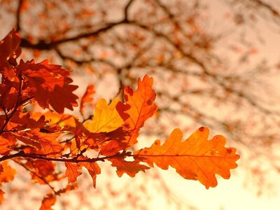 Украину накроет аномальное для октября тепло до +18 градусов: синоптик назвала дату