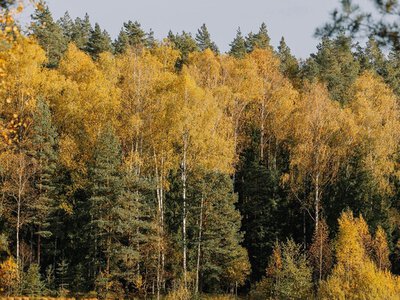 До +19 °С. Синоптики прогнозируют аномально теплое начало ноября в Украине