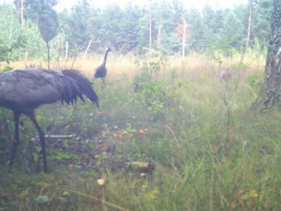 В Чернобыльском заповеднике фиксируют гнездование серых журавлей: что говорят экологи