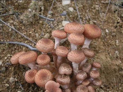 Последний шанс поздней осени: какие грибы еще можно найти в ноябре