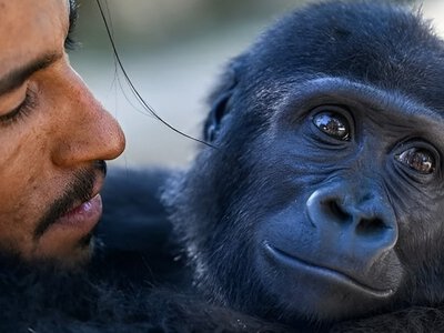 Тайна гориллы Зейтина: генетические тесты дали шокирующие результаты