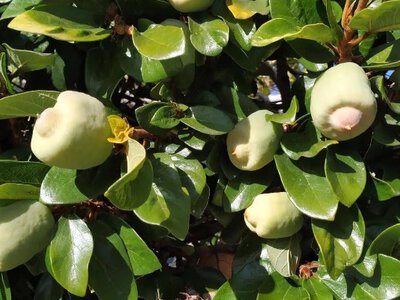 В одесском Ботсаду зацвел 150-летний фикус: в чем уникальность явления