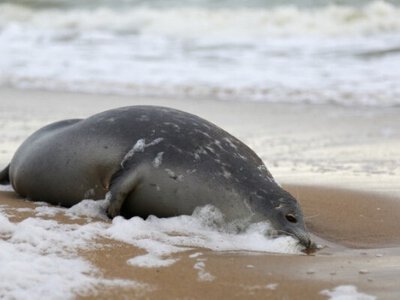 В Казахстане на берегу Каспийского моря нашли более 100 погибших тюленей