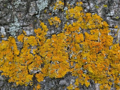 Как спасти деревья от мха и лишайников: действенные методы от эксперта