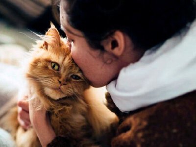 Австралийцы рассказали, как общаться с кошками